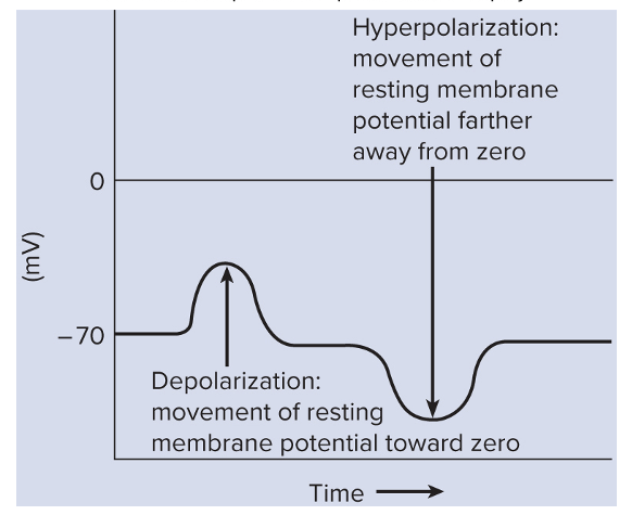 <ul><li><p>inside the cell becomes more positive</p></li><li><p>excitatory</p></li><li><p>several factors leading to depolarization</p></li></ul><p></p>