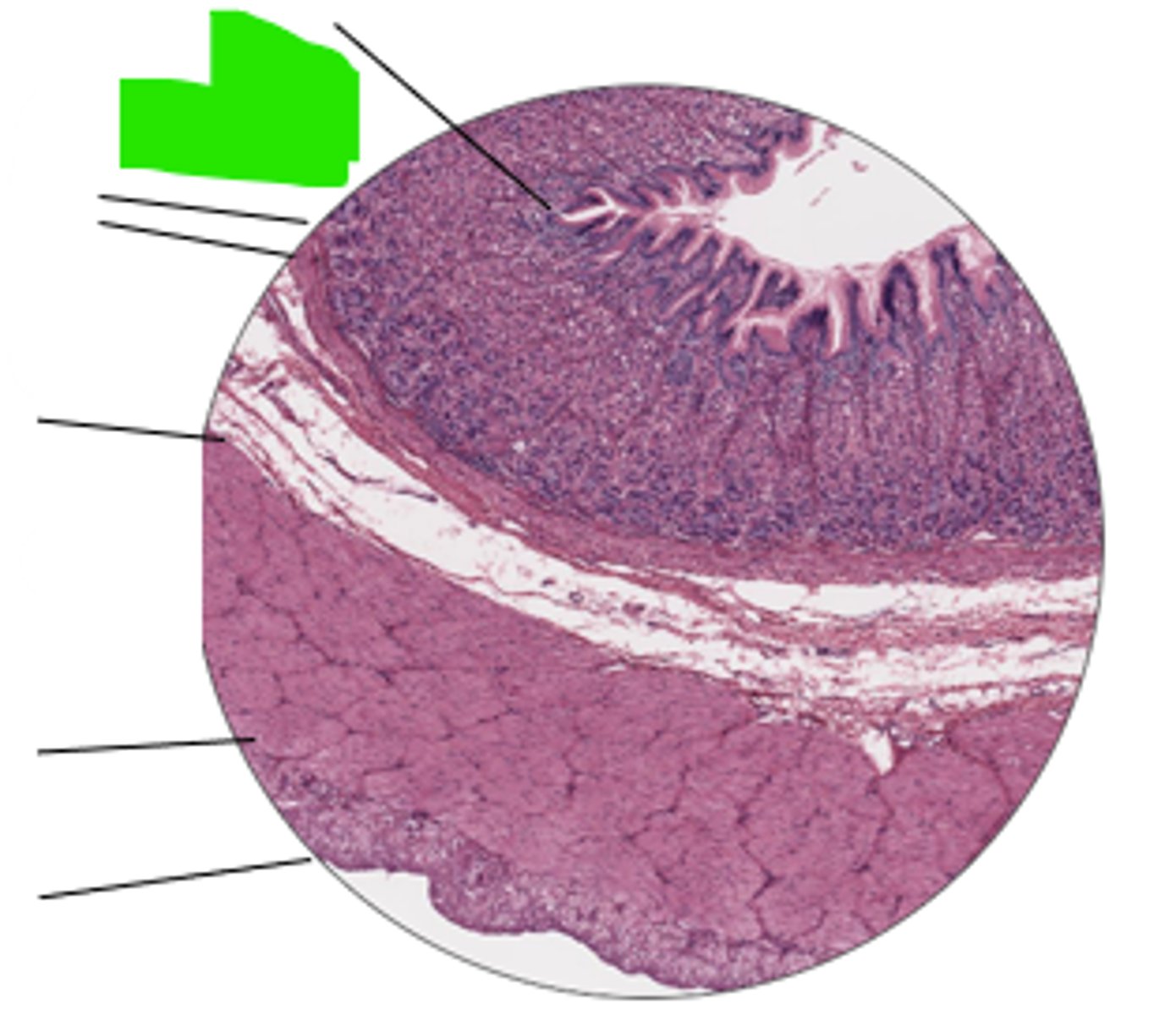 <p>name region and organ highlighted</p>