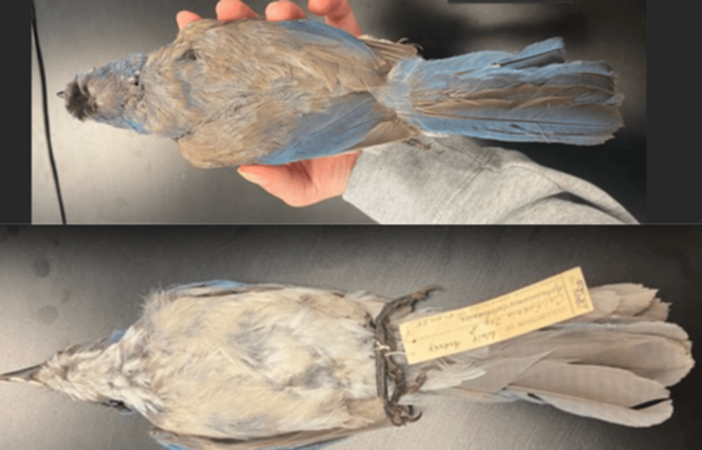 <p>2 CALLS</p><p>DIET</p><p>- omnivorous (both plants and animals)</p><p>---------------------------</p><p>BEAK</p><p>- thick (in the coast ranges to help open acorns)</p><p>- straight</p><p>---------------------------</p><p>FOOT MORPHOLOGY</p><p>- Anisodactyl</p>