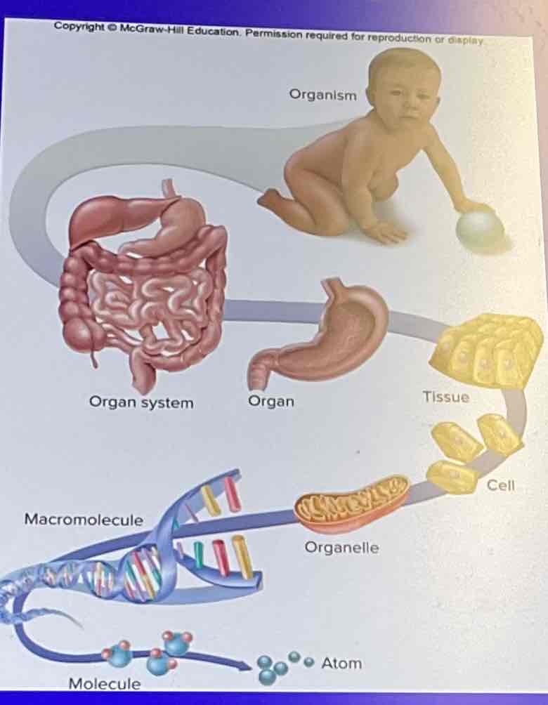 <p>The body has multiple levels of organization. </p>