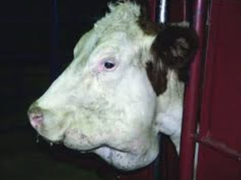 <p>Bovine actinomycosis </p><p>Lumpy jaw in cattle&nbsp;</p><p>Bone infection causes hard swelling</p>