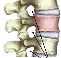 opening located between adjacent vertebrae for exit of a spinal nerve