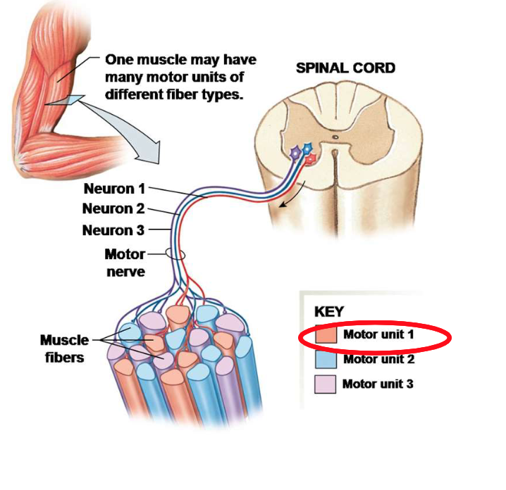 <p>If motor units two and three have faster-twitch fibres than motor unit one, does this mean that they are large motor units?</p>
