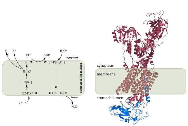 <p>Proton pump</p>