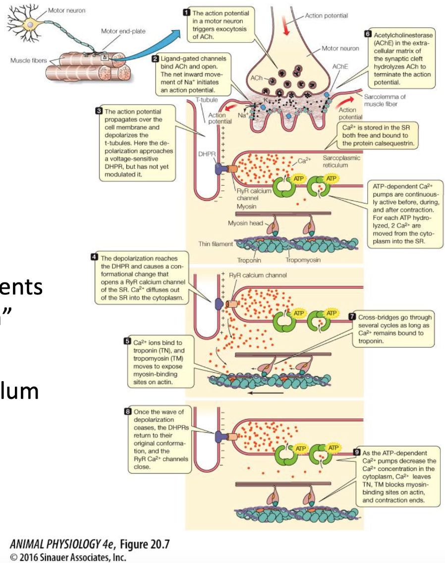 <ul><li><p>“Series of events that link muscle excitation from a nerve impulse into contraction”</p></li><li><p>Nerve signal to Ca2+ release to muscle contraction (in short)&nbsp;</p></li></ul><p></p>