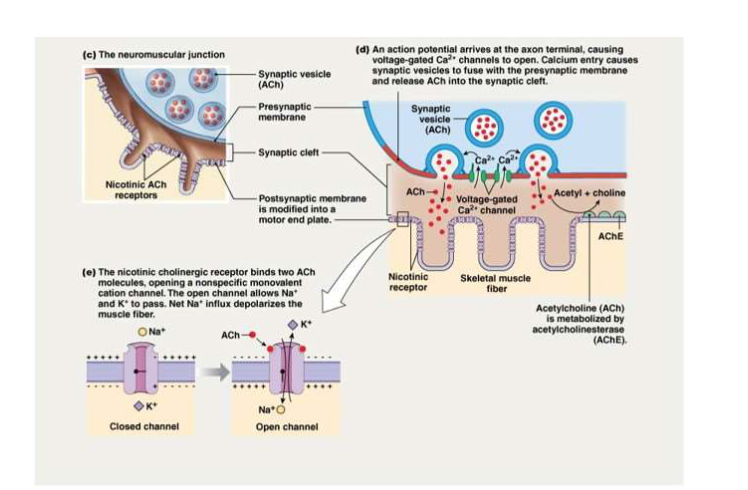 <p>Explain step two of the communication of NMJ.</p>