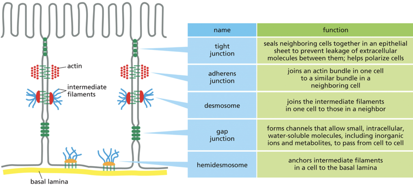 <ul><li><p>Each junction has its own unique function</p></li><li><p><span style="background-color: transparent;"><span>Having varying junction types allows for one part of a tissue to have more water/solutes than another part of the tissue</span></span></p></li></ul><p></p>