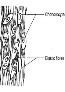 <p>Elastic cartilage</p>