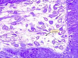 <p>a gel-like substance found in the extracellular matrix of connective tissues. It fills the space between cells and fibers, providing support and cushioning. It consists of water, proteoglycans, glycosaminoglycans, and glycoproteins.</p>