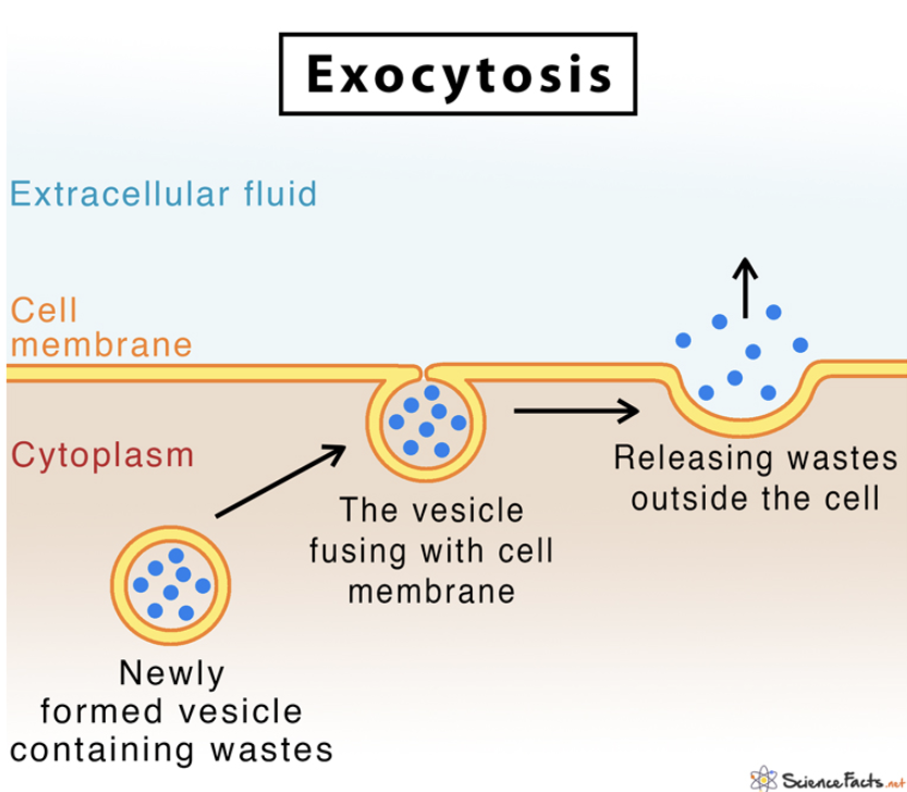 <ul><li><p>Vesicles containing the material to be exported move toward the cell membrane</p></li><li><p>The vesicle membrane fuses with the cell membrane</p></li><li><p>The contents of the vesicle are released outside the cell</p></li></ul><p></p>