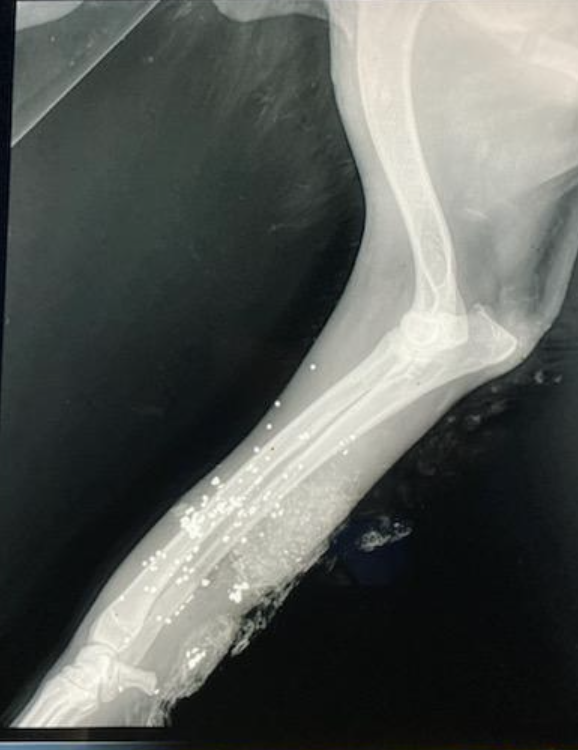 <p>What should you tell the owner about this lead shot exposure?</p>