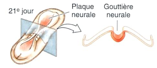 <p>→ formation de la gouttière neurale </p>