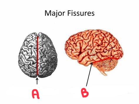 <p>What are each fissures?</p>