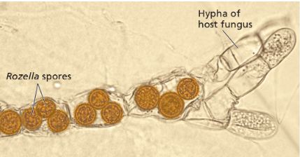 <ul><li><p>30 identified species</p></li><li><p>found in marine, freshwater, and soil environments</p></li><li><p>can be aerobic or anaerobic</p></li><li><p>many are parasites of protists or other fungi</p></li><li><p>Ex: <em>Rozella allomycis</em></p></li></ul><p></p>