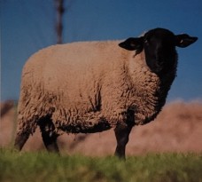 <p>polled breed originating in england. came to us in 1880s. white fleece body, all black head or dark bare legs. size makes them ideal for meat but also good for wool. not known as a dairy producer, some breeders use their milk in small quantities for personal use or to produce a gourmet cheese. most common breed for 4h and FFA organizations and is a hardy, strong breed easy to keep.</p>