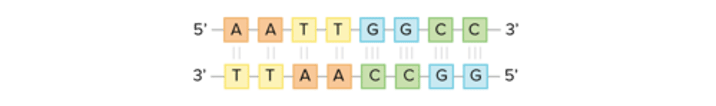 <p>-DNA is only synthesized in the 5' to 3' direction. You can determine the sequence of a complementary strand if you are given the sequence of the template strand.</p><p>-For instance, if you know that the sequence of one strand is 5'-AATTGGCC-3', the complementary strand must have the sequence 3'-TTAACCGG-5'. This allows each base to match up with its partner:</p>