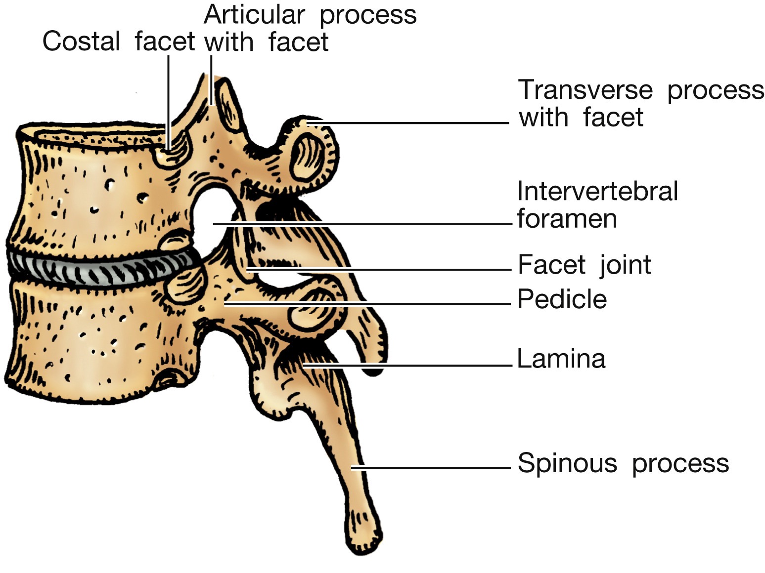 <p>articulations of vertebral arches </p>