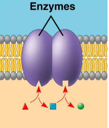 <p>what protein, what purpose?</p>
