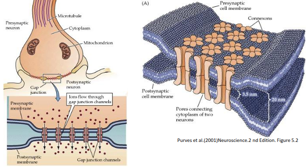 <p>Gap junctions are intercellular channels that allow direct electrical and metabolic communication between neighbouring cells. Once formed, they remain open for seconds to minutes but close in response to elevated calcium levels, low pH, changes in membrane potential, or phosphorylation.</p>