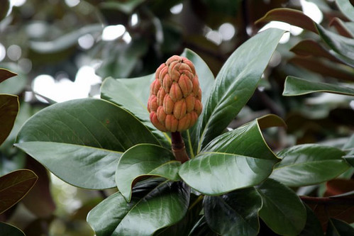 <p>(Magnolia grandiflora)</p>