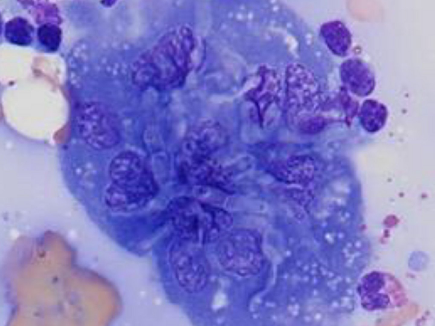 <p>Identify the organism?</p>