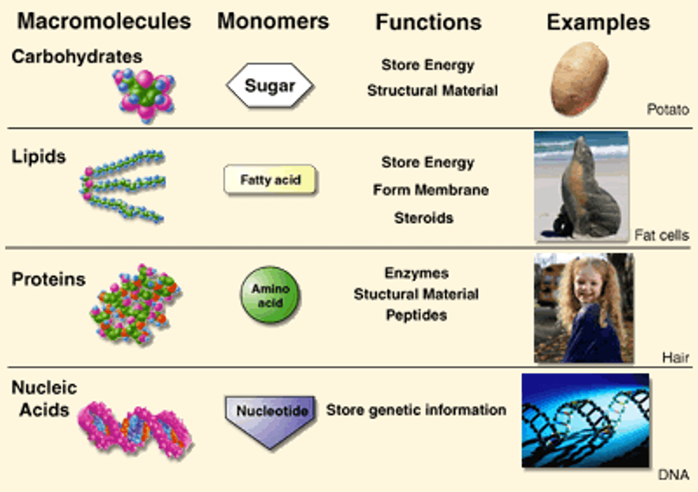 <p>Carbohydrates - monosaccharides.</p><p>Lipids - glycerol and fatty acids.</p><p>Nucleic acids - nucleotides.</p><p>Proteins - amino acids.</p>