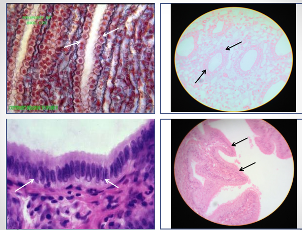 <p>Identify this tissue </p>
