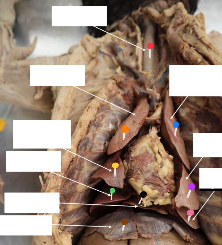 <p>What’s the pink pin </p>