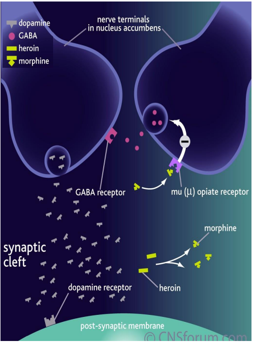<p>Heroin: mechanism of action</p>