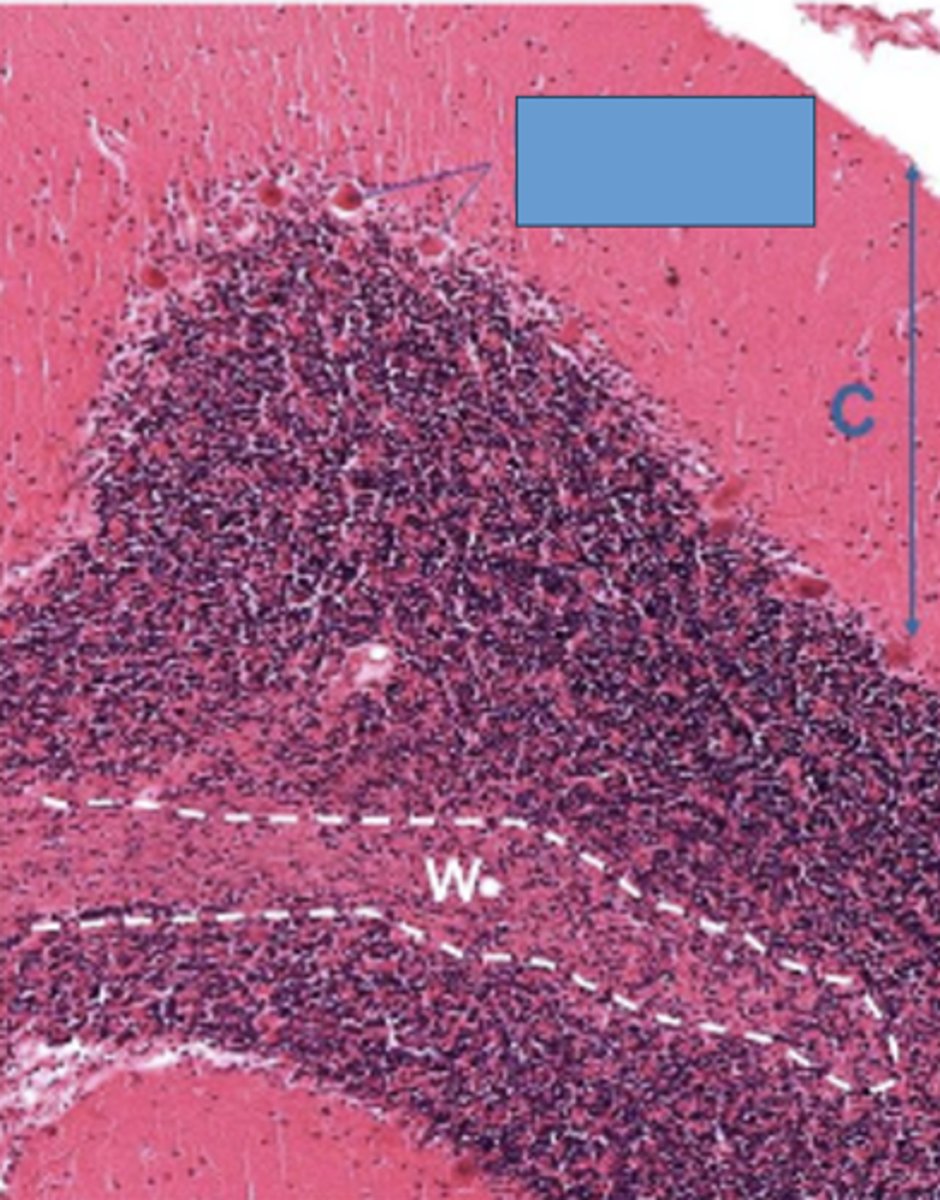 <p>Identify the cells</p>