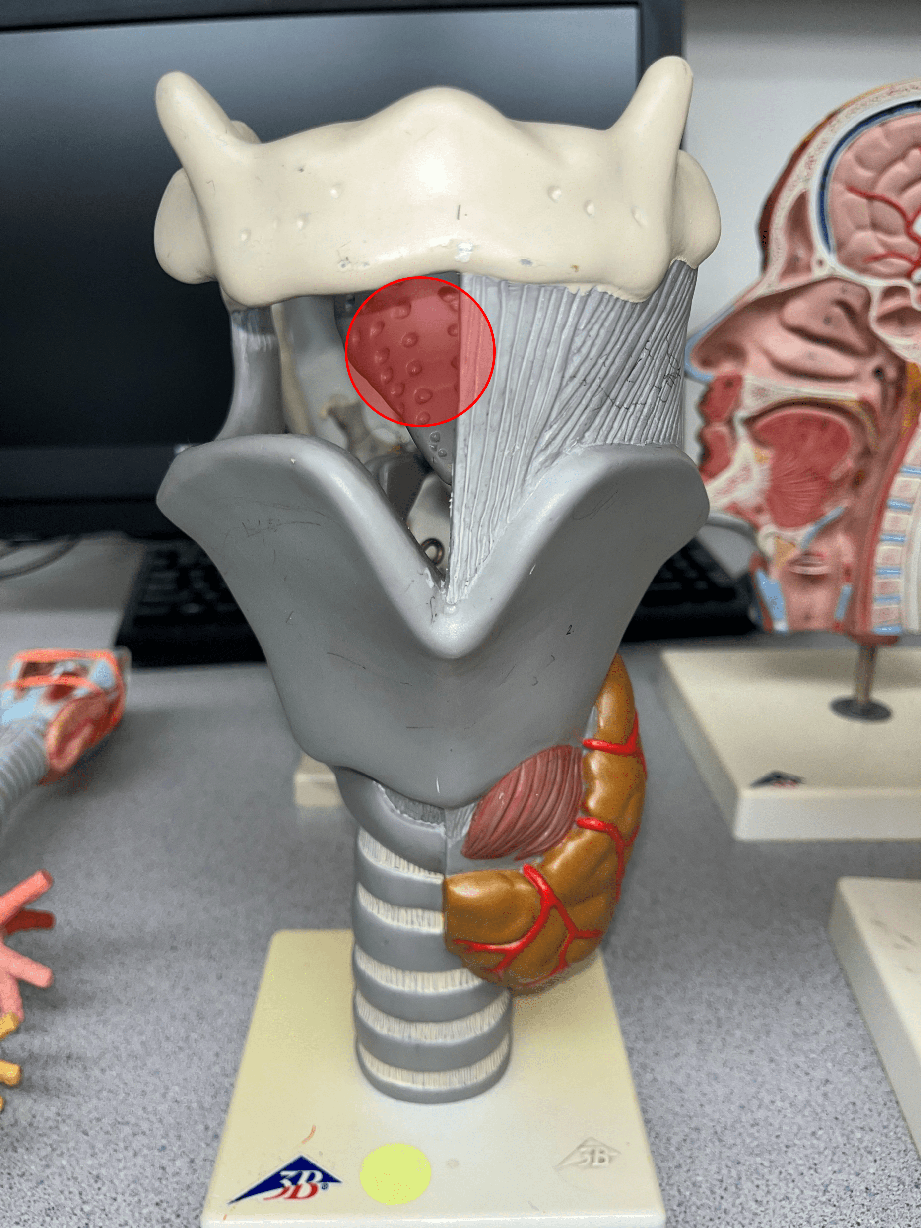 • A single cartilage of the larynx.

• Functions as a flap that closes over the glottis during swallowing.
