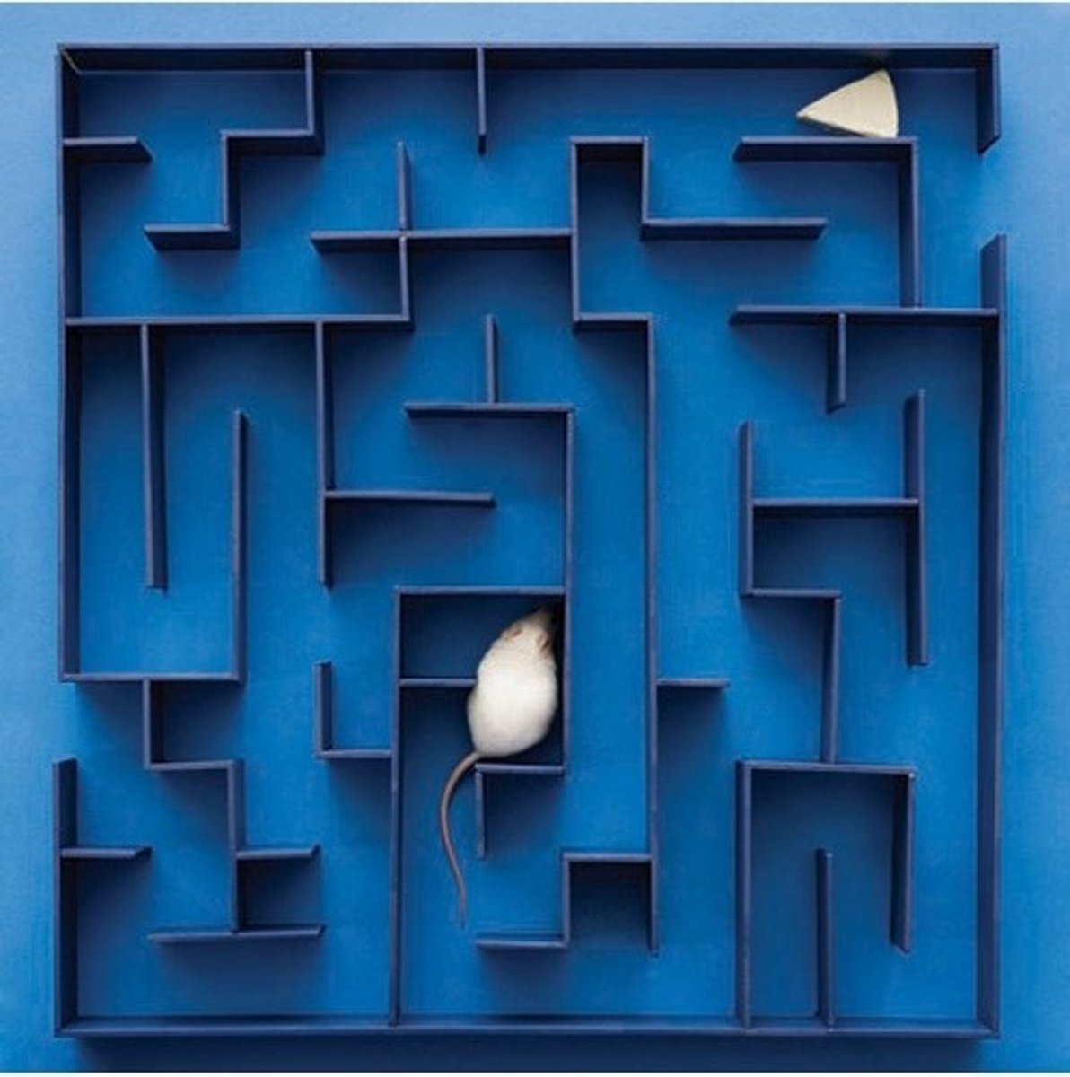 <p>A mental representation of the layout of one's environment. For example, after exploring a maze, a rat acts as if it has learned a cognitive map of it and can navigate it to find food.</p>