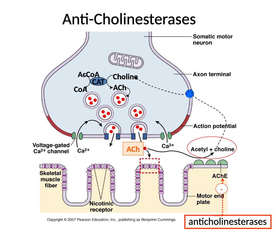 <p>indirectly acting cholinomimetics (anti-AChE, anti ChE)</p><p>ACh accumulates at synapse if AChE action is blocked</p><p>AChE inhibitors indirectly affect muscarinic and/or nicotinic receptor actions, most commonly used AChE inhibitors DO NOT PASS THE BLOOD BRAIN BARRIER (except physostigmine)</p>