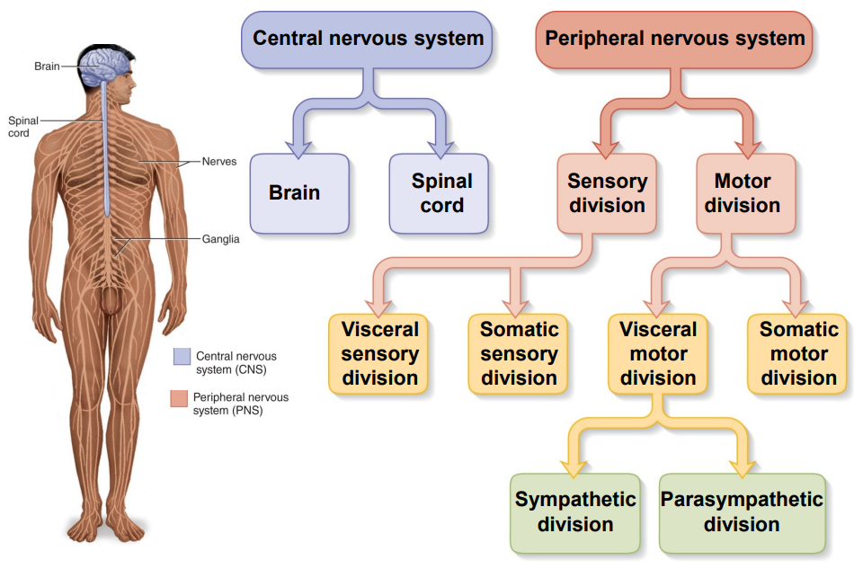 <p>- Central Nervous System (CNS) and Peripheral Nervous System (PNS)</p>