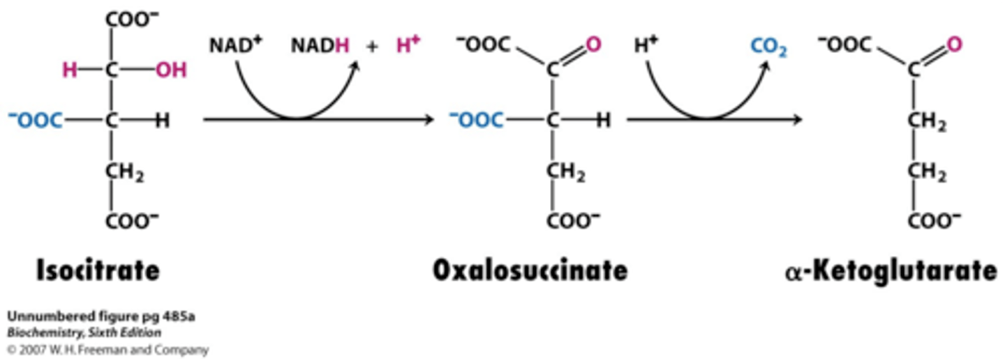 <p>reactant: isocitrate</p><p>enzyme: isocitrate dehydrogenase</p><p>product: α-Ketoglutarate</p><p>- oxidative decarboxylation of isocitrate</p><p>- NAD+ -> NADH + H+ (reduced e-carriers donates energy)</p><p>- NADP -> NADPH + H+ in cytosol</p><p>- CO2 released (6 -> 5 C's)</p><p>- highly regulated</p>