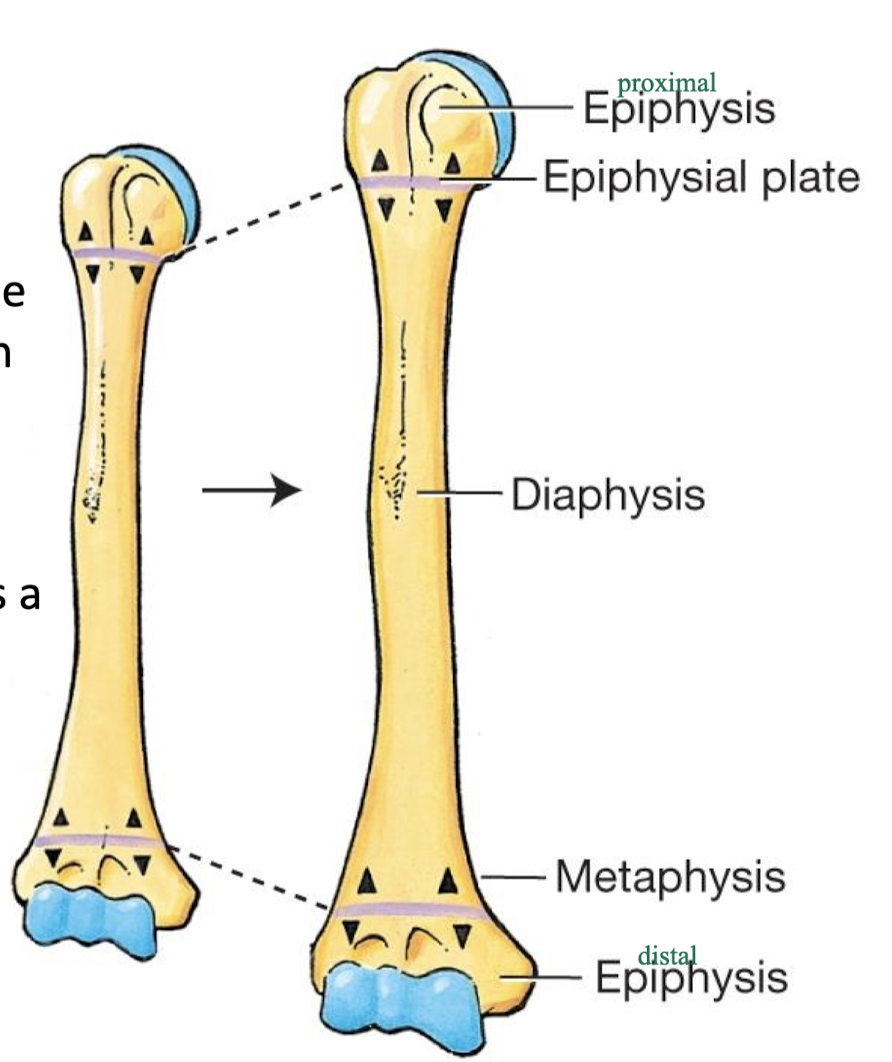 <ul><li><p><strong>epiphysis</strong> - end of long bone - form articulation with other bones</p></li><li><p><strong>metaphysis</strong> - the region between the epiphysis and the diaphysis</p></li><li><p><strong>diaphysis</strong> - the shaft of the long bone - where bone marrow is found</p></li><li><p><strong>epiphyseal plate </strong>- bone located within metaphysis, in adults this is a remnant line where the epiphyseal (growth) plate was in the child or developing </p></li></ul><p></p>