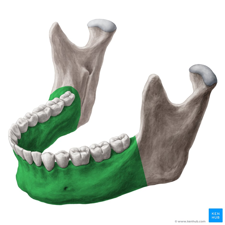 <p>Bottom part of jaw (Can be referred to as the body)</p>