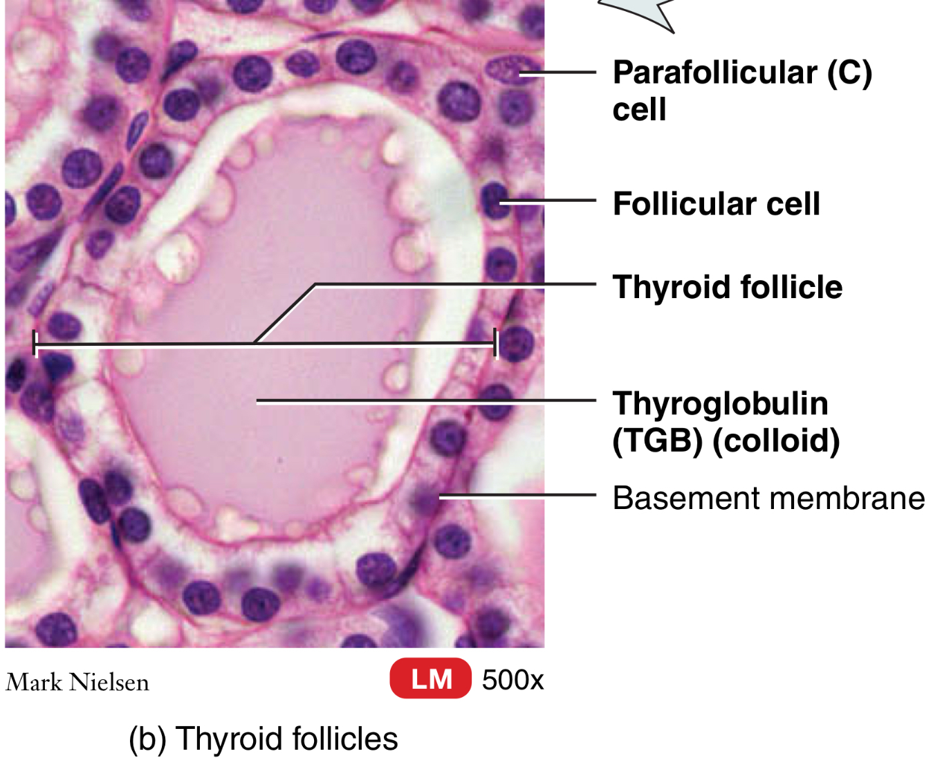 <p>Thyroid gland: </p><p>T3 and T4</p><ul><li><p>What are they called?</p></li><li><p>What cell produces them?</p></li><li><p>What are their functions?</p></li></ul><p></p>