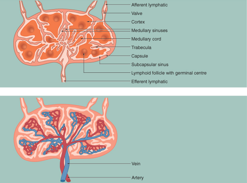 <p>What is the <strong>structure </strong>of a<strong> lymph node?</strong></p>