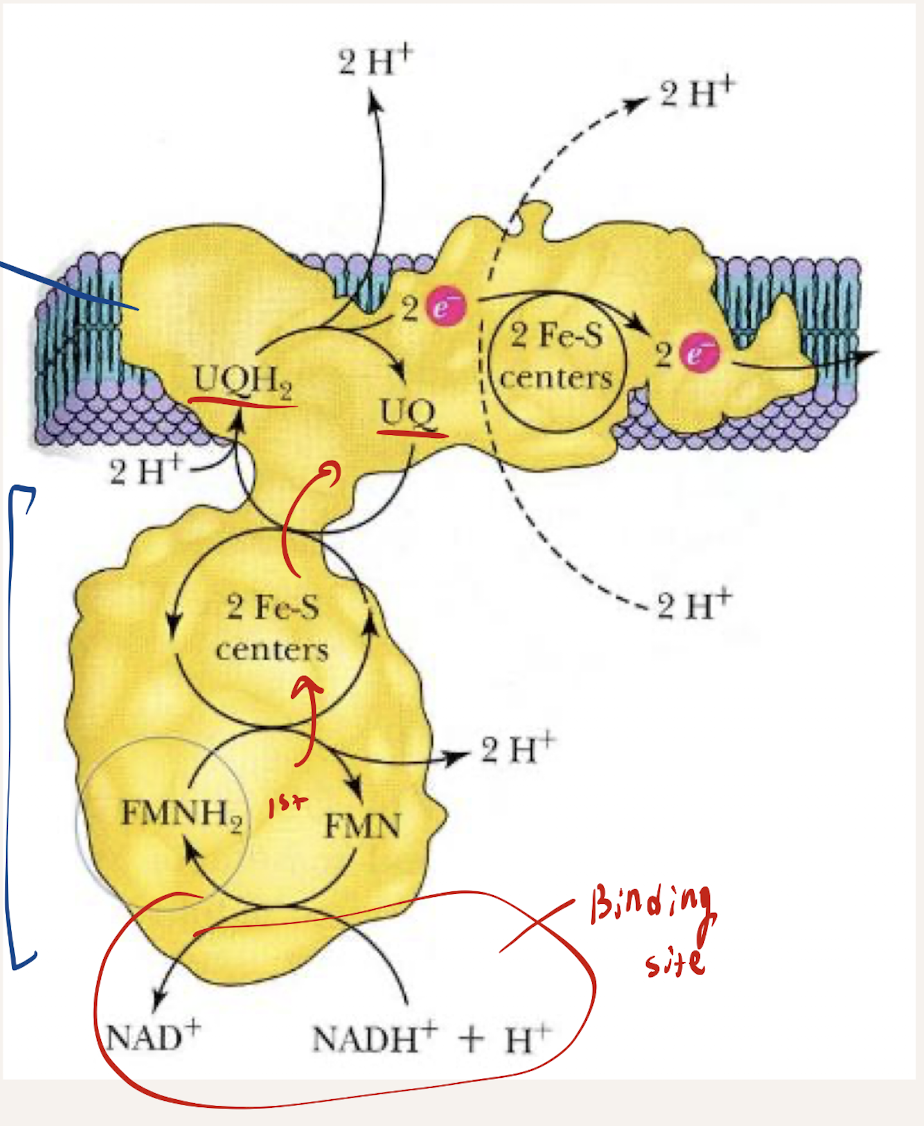 <p>L shaped structure</p><ul><li><p>45 subunits (very large)</p></li><li><p>Transmembrane protein</p></li></ul><p></p>