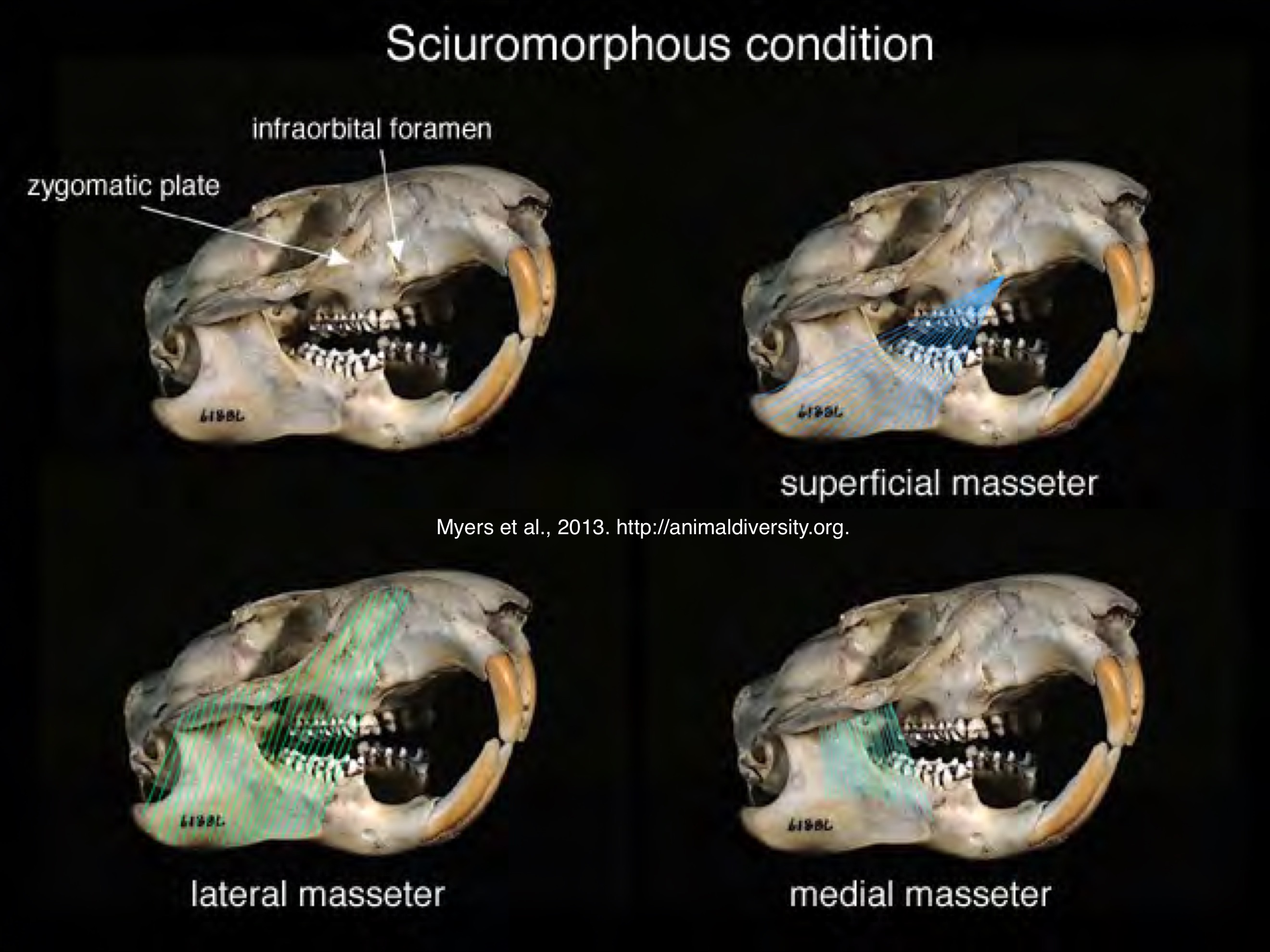 <p>Rodentia sciuromorphy zygomasseteric system</p>
