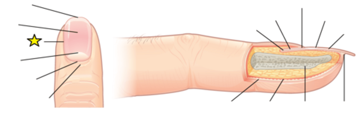<p>Overlaps the nail on the sides, helping to anchor the nail body.</p>