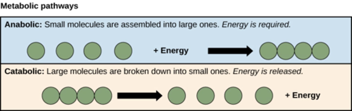 <p>Anabolism = building things up, creating more complex molecules from simpler ones (energy is required)</p><p>Catabolism = breaking things down, breaking down more complex molecules into simpler ones (energy is released)</p>