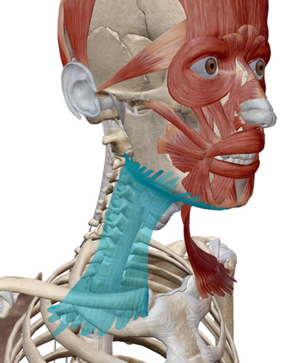 <p>What muscles is this?</p>