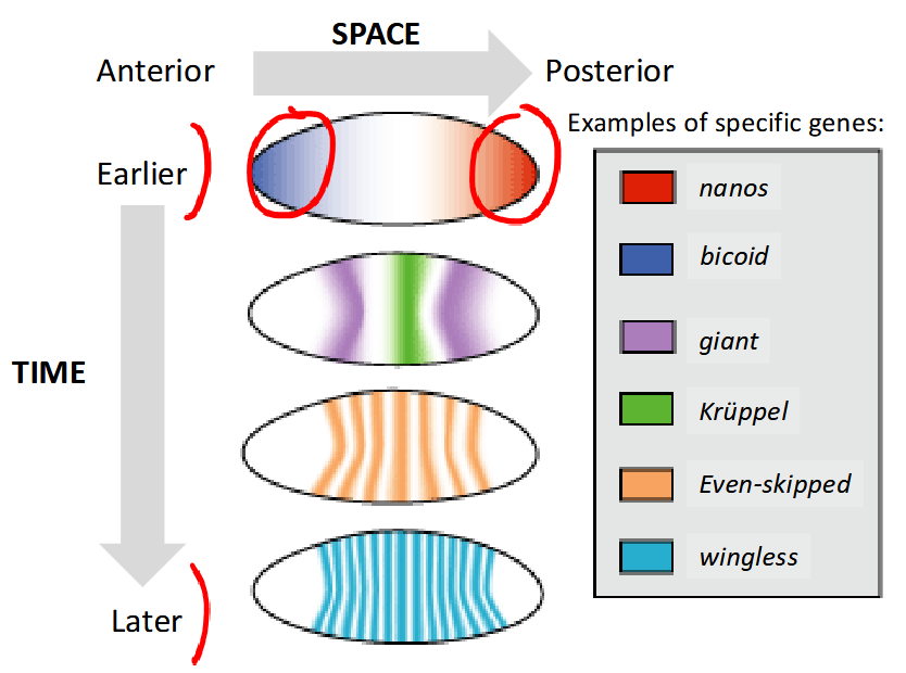 <p>-the set of genes responsible for the regulation of animal development</p><p>-there are only ~few dozen to 100s of tool kit genes</p><p>-mostly encode cell signalling proteins and transcription factors</p><p>-highly conserved across diverse species of animals </p>