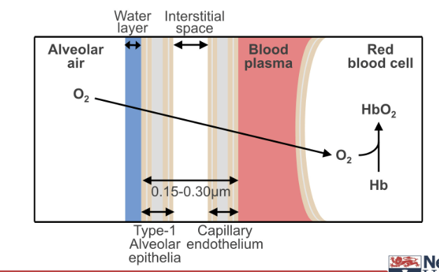 <p>alveolar epithelium, basement membrane, interstitium (thin), basement membrane, capillary endothelium </p>