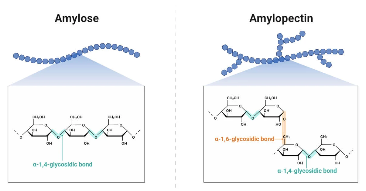 <p>A complex carbohydrate/ polysaccharide from glucose molecules serving as a energy storage</p>