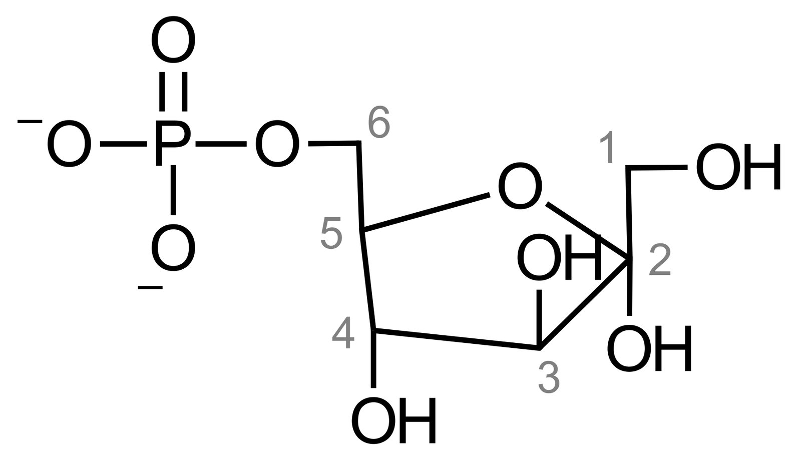 <p>B. Fructose-6-phosphate</p>