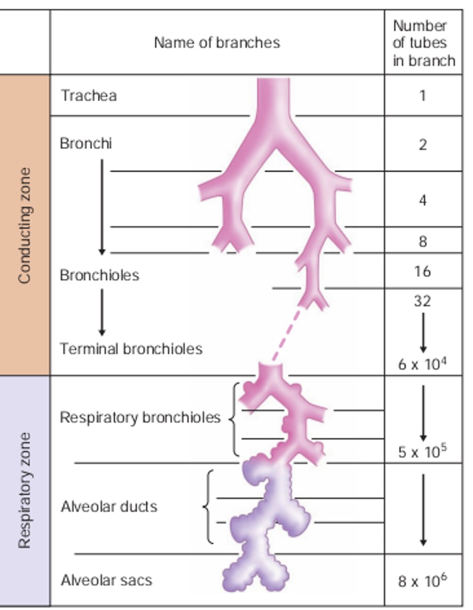 <p>A-Trachea</p><p>B-Bronchi</p><p>C-Bronchioles</p><p>D-Alveolar Sacs</p><p>E-Conducting Zone</p><p>F-Respiratory Zone</p>