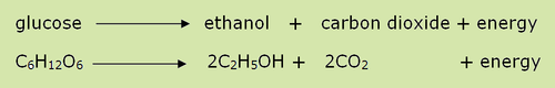 Respiration to create energy when there is no oxygen present. This is called fermentation with Yeast.